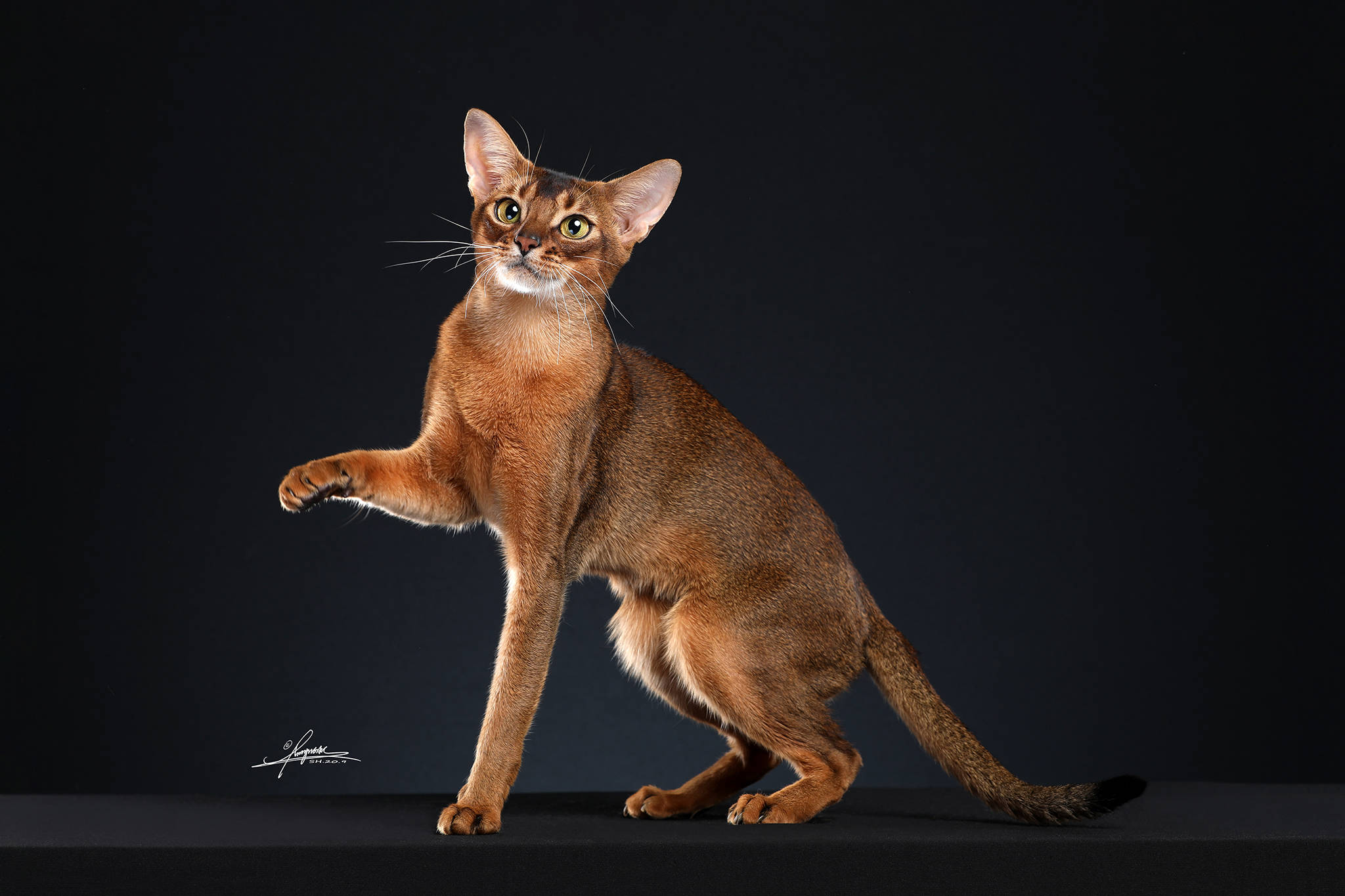 关于阿比西尼亚猫的基因你了解多少