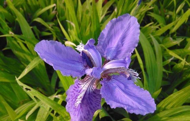 11,属狗的幸运花:惠兰,玫瑰花,狗尾草1,惠兰惠兰的花语是丰盛祥和