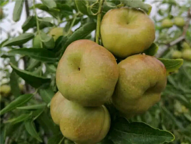 像蟠桃一样的枣你见过吗蟠枣特点介绍蟠枣树苗