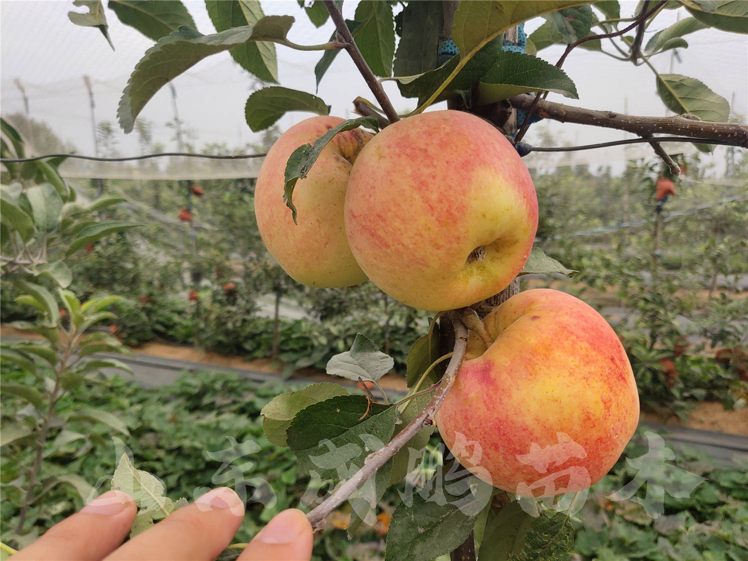 新西兰苹果业今年在华“绽放光彩”：“爱妃”、“爵士”市场销量已大增 - 中国水果门户