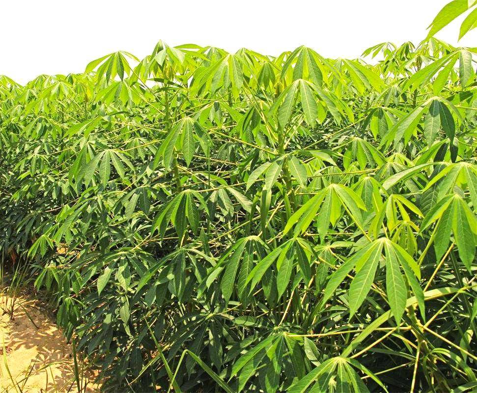 生物能源 "新宠"—木薯植物非试管高效快繁技术