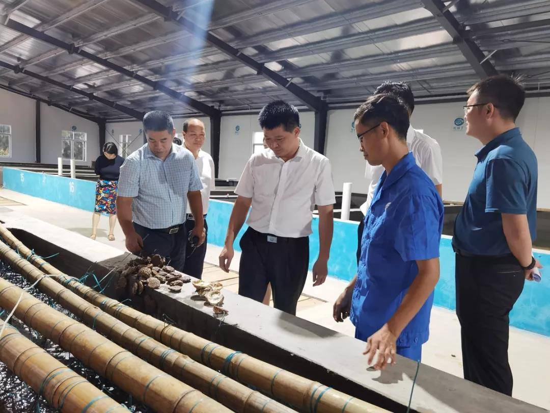 钦州市钦南区区长肖利富一行到阿蚌丁牡蛎大蚝苗种繁育基地调研