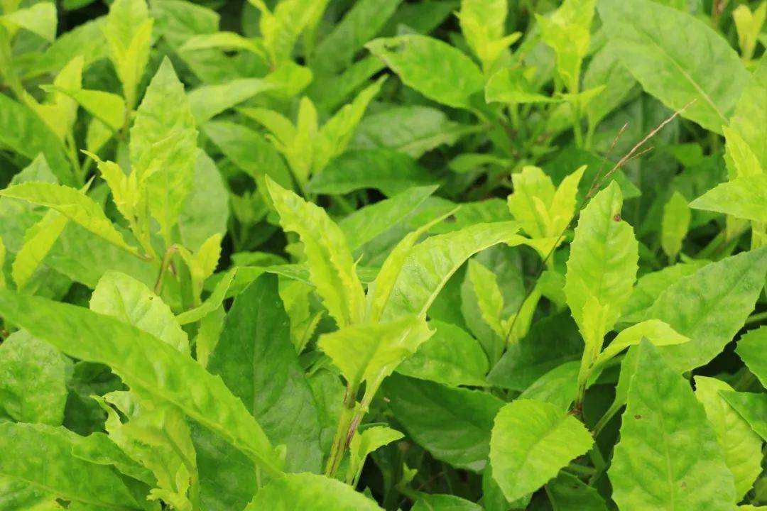 天然绿色神仙草植物非试管高效快繁技术富贵菜