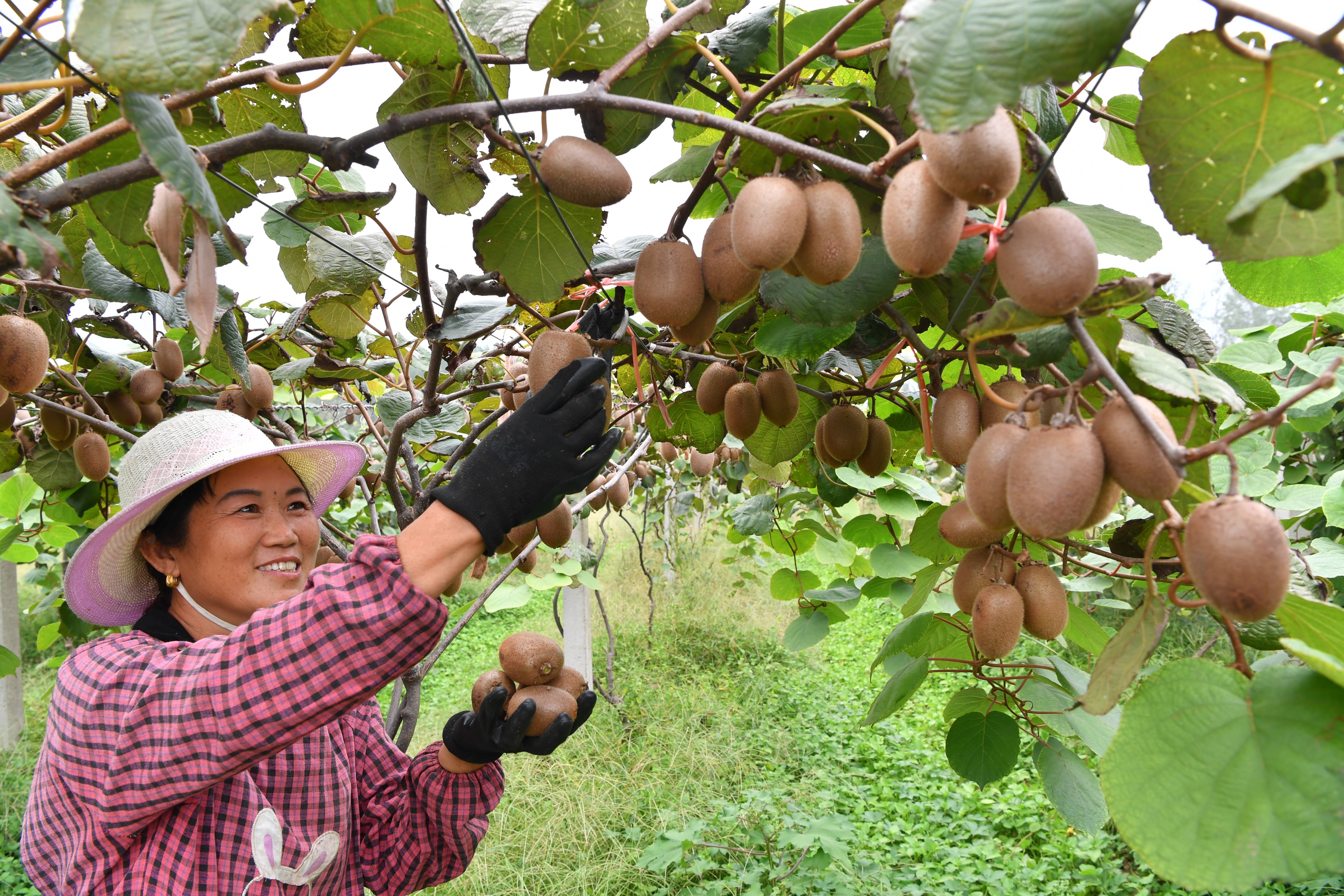 汝州市小屯镇王国旗图片