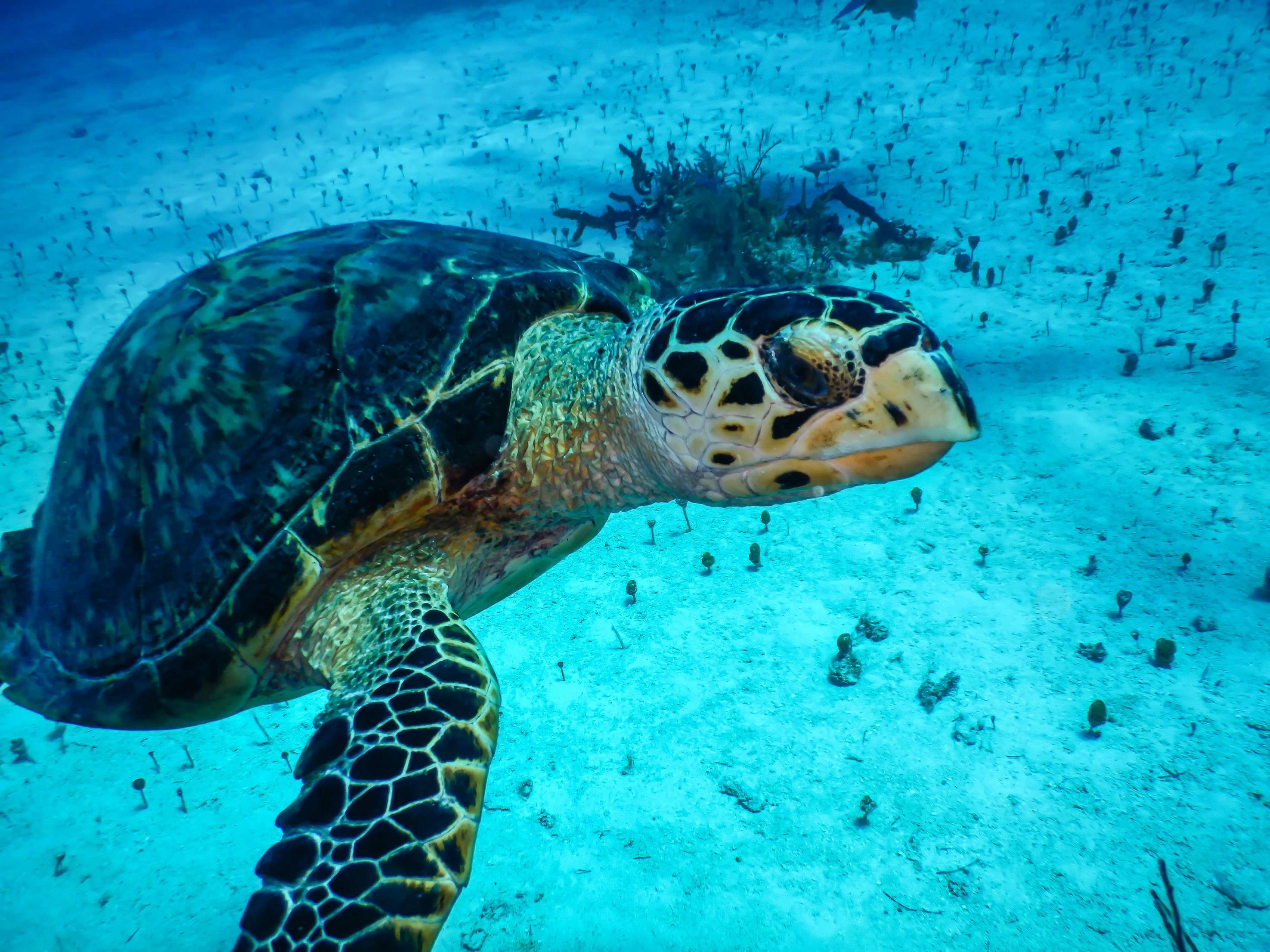 环保工作卓有成效！MSC地中海邮轮私属岛屿保护区迎来第一批红海龟幼崽