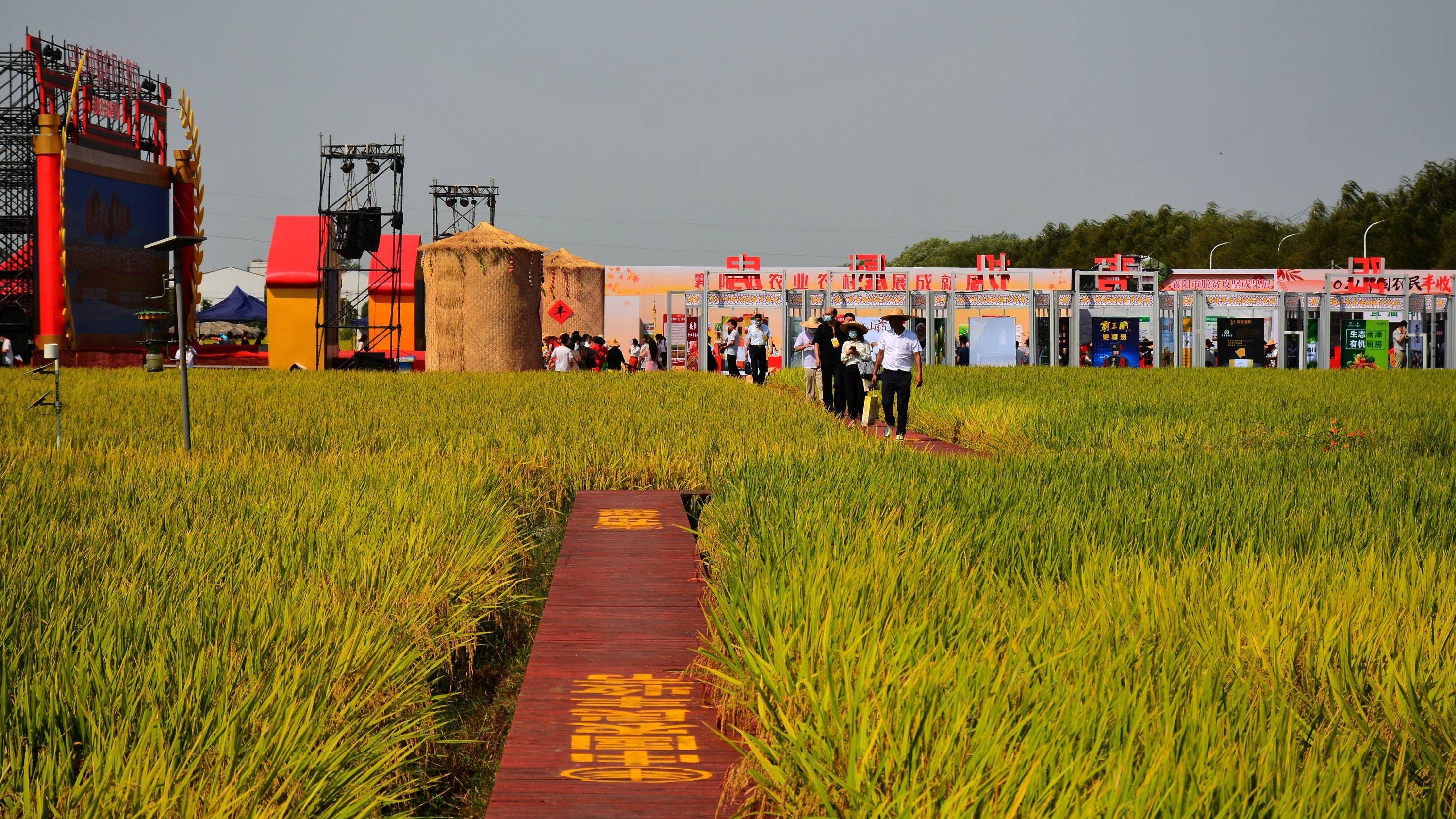 沿农谷大道观两侧丰收美景一睹现代农业示范区神秘的模样