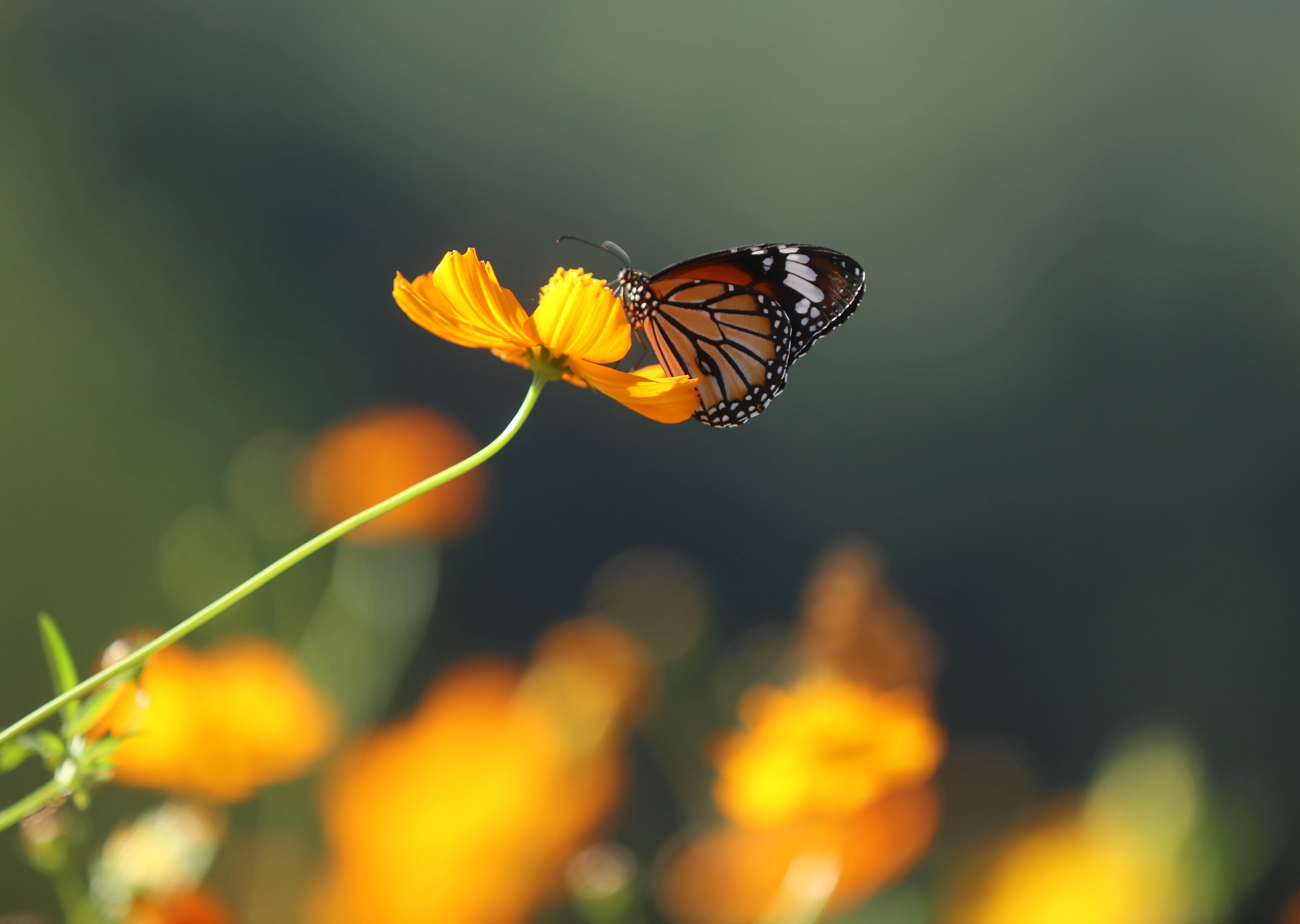 张家界黄龙洞风景区花开蝴蝶来组图