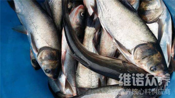 花鲢鱼用什么喂养 花鲢鱼专用饲料配方投喂方法 维诺