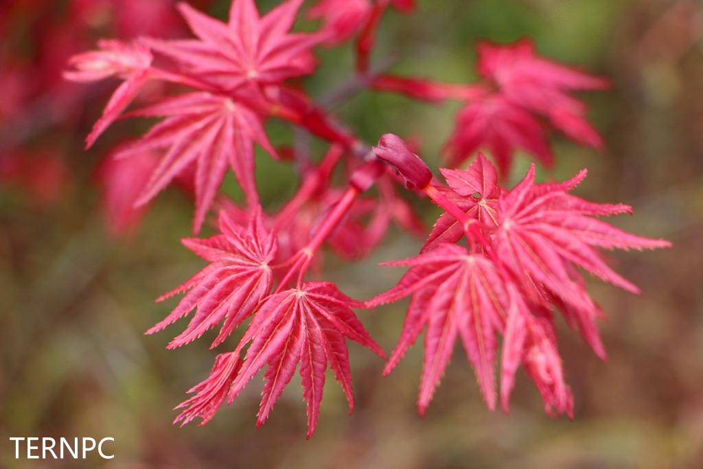 日本红枫红舞姬——植物非试管高效快繁日本红枫红舞姬_新品种