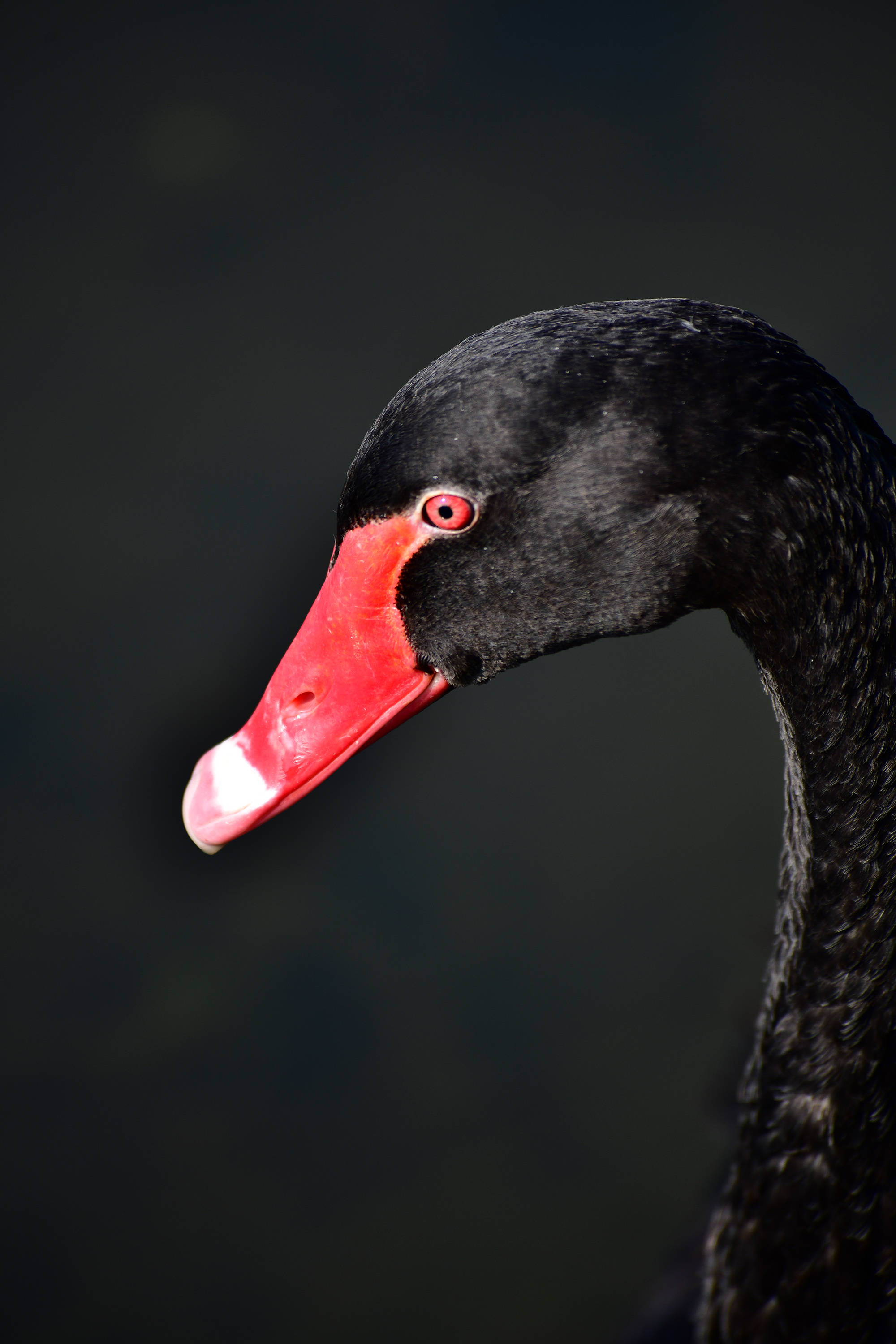 荷塘里的珍禽下荷叶丛中黑天鹅