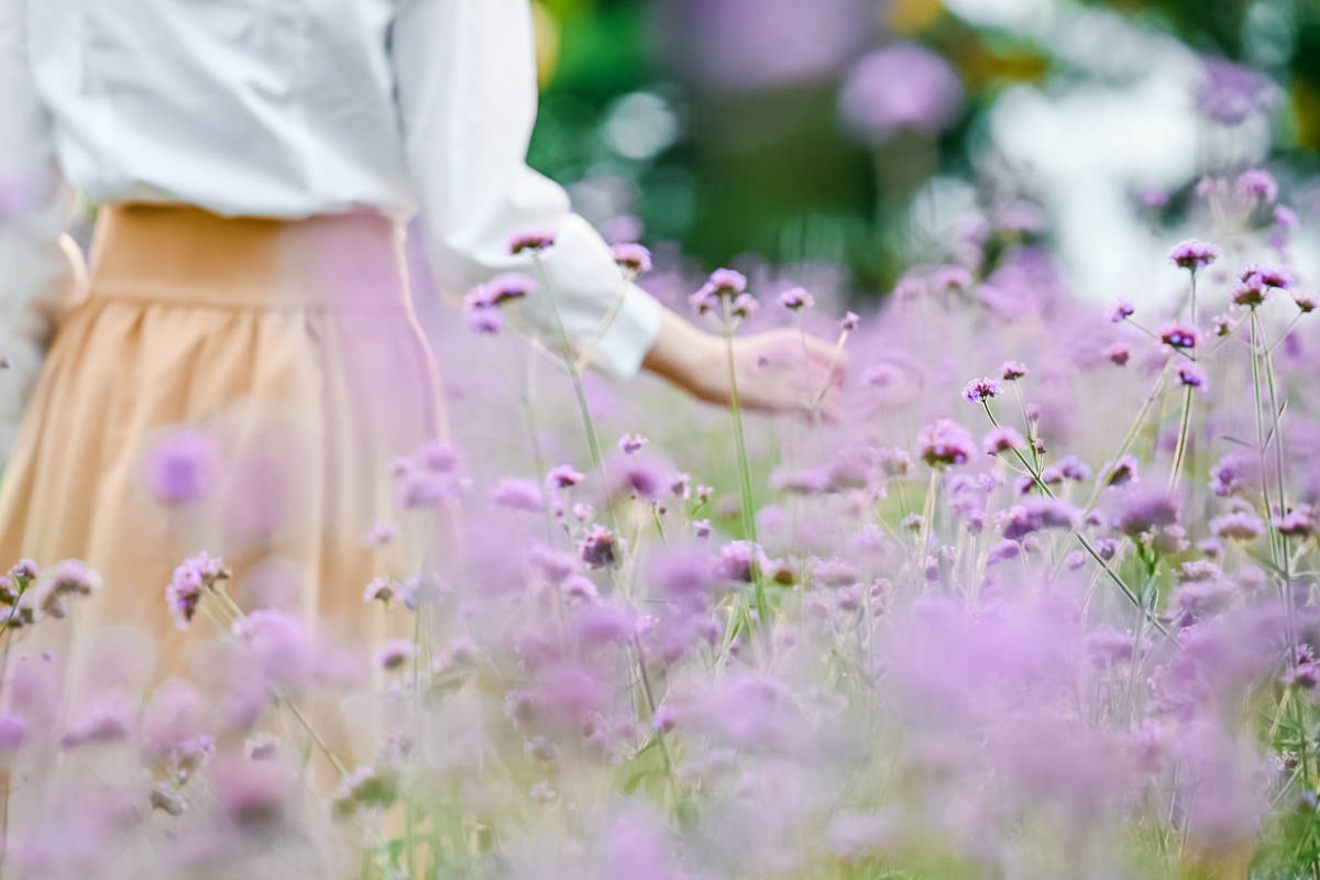 花海|这个十月就来盐城荷兰花海感受满园百合摇曳飘香