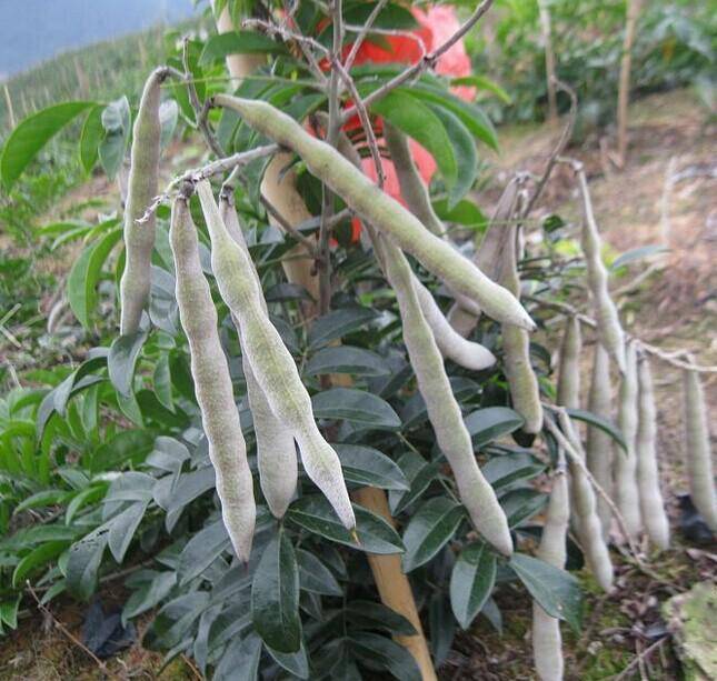 美丽崖豆藤的植物非试管高效快繁技术