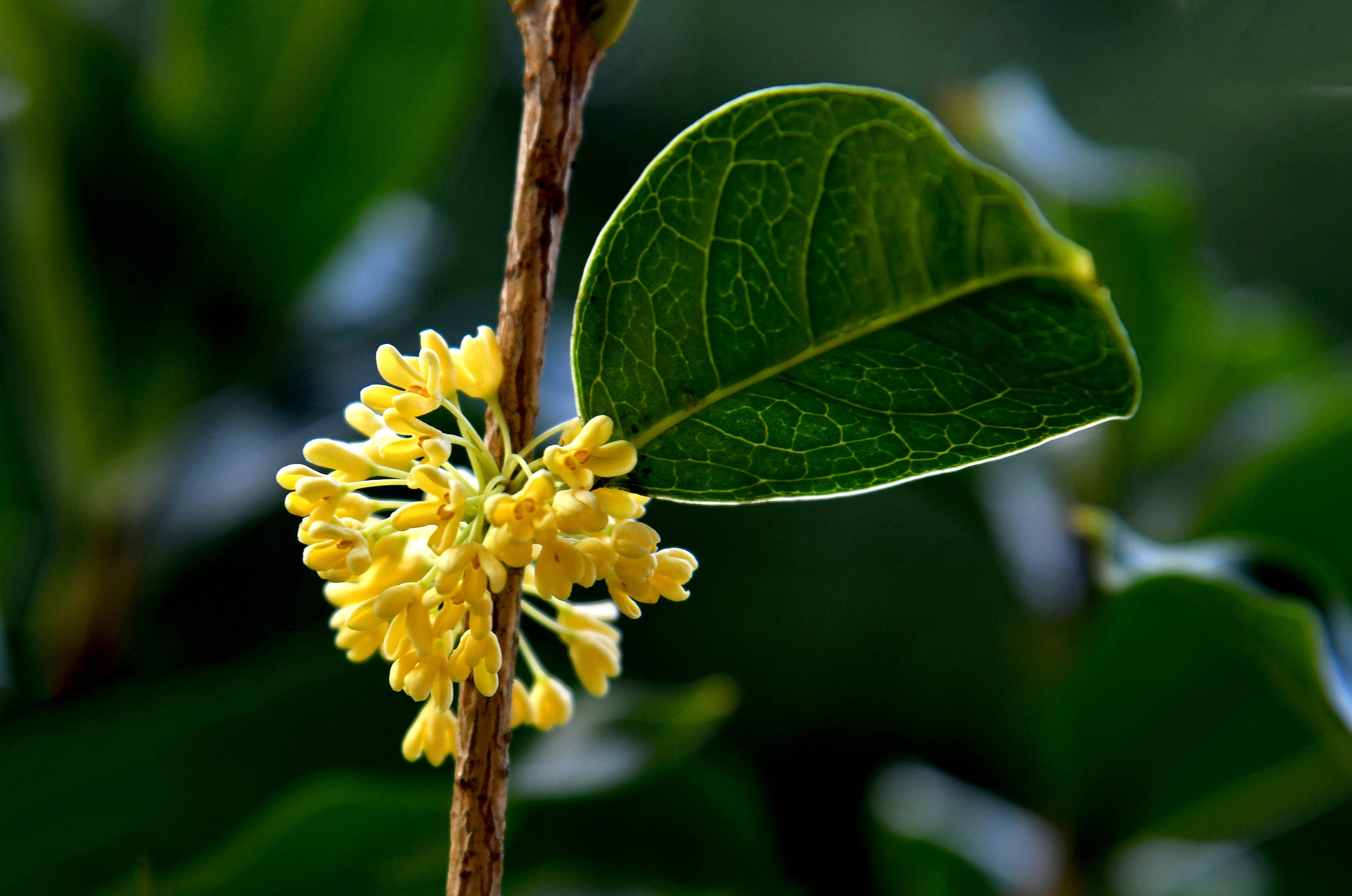 金秋时节赏桂花 一 花之尊贵 传统