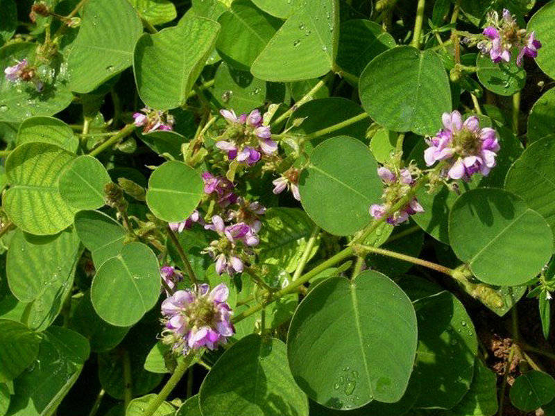 落地金钱——广东金钱草植物非试管高效快繁技术快繁广东金钱草