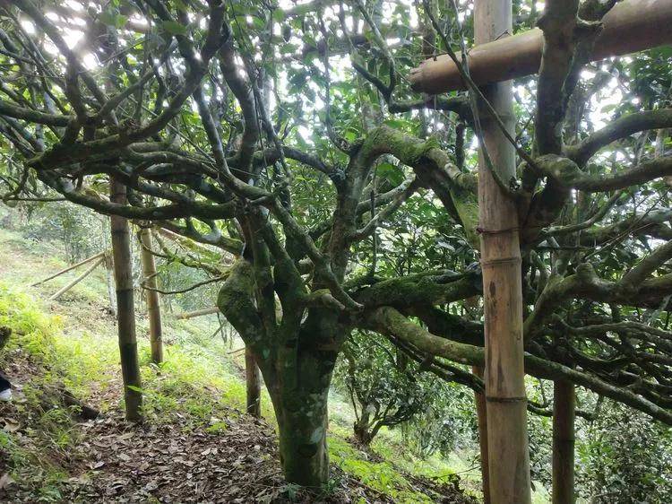【普洱茶山行】云南西双版纳南糯山古茶山寻茶记一一拔玛寨