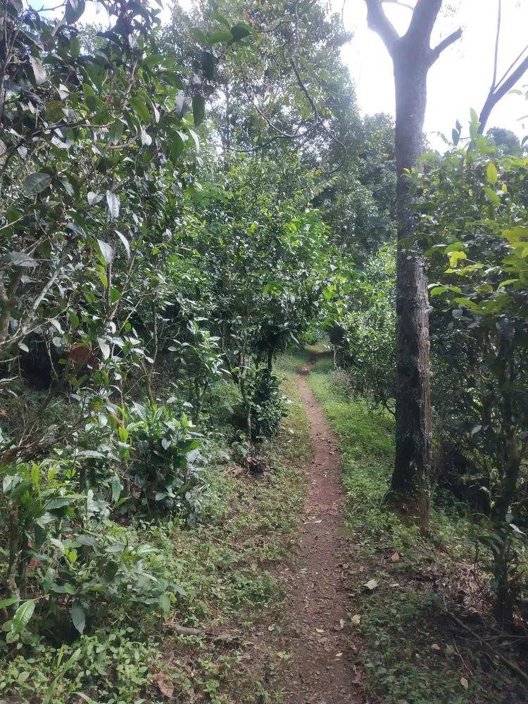 茶园|【普洱茶山行】云南西双版纳南糯山古茶山寻茶记一一拔玛寨