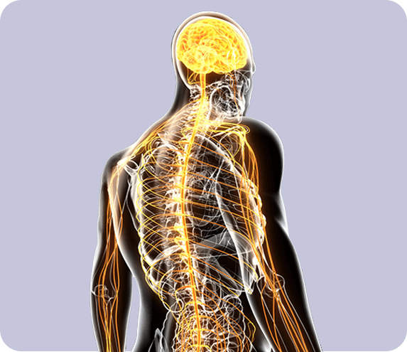 人体的神经系统中,中枢神经是包括脑和脊髓,周围神经系统包括12对脑