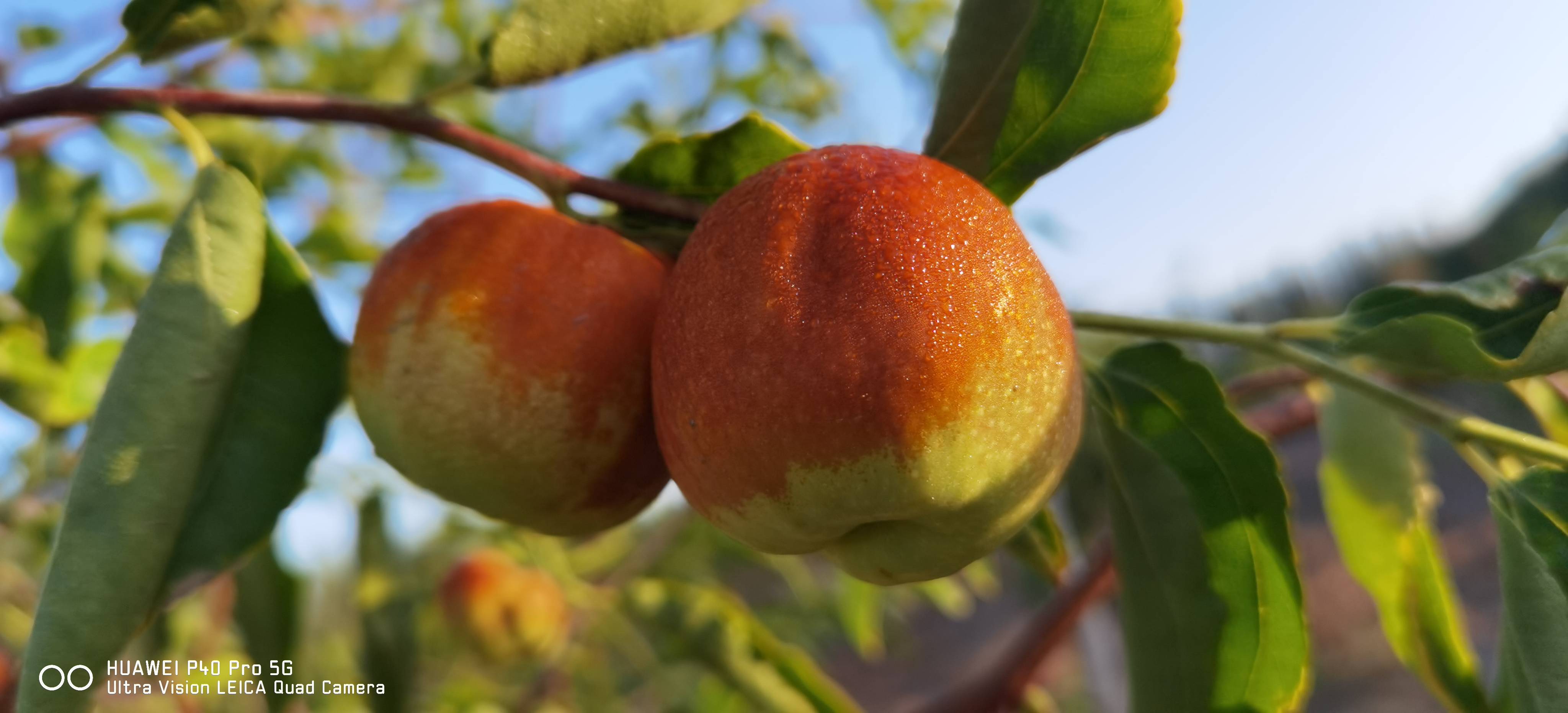 大美新疆蟠枣新品种99的人没吃过咔嚓一口直接称王