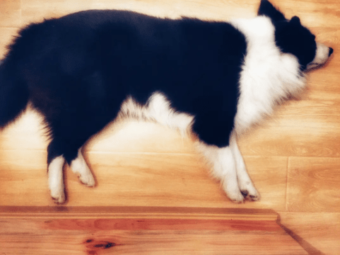 狗狗不吃东西还呕吐没精神怎么办 莫愁 狗狗不吃东西解决方案 Bank