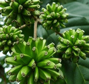 抗癌树种―喜树植物非试管高效快繁技术快繁喜树