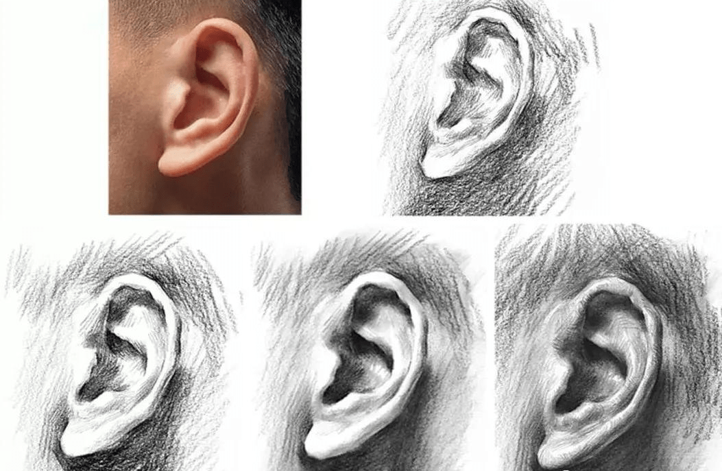 黑龙江美术高考素描头像基础课程耳朵解析