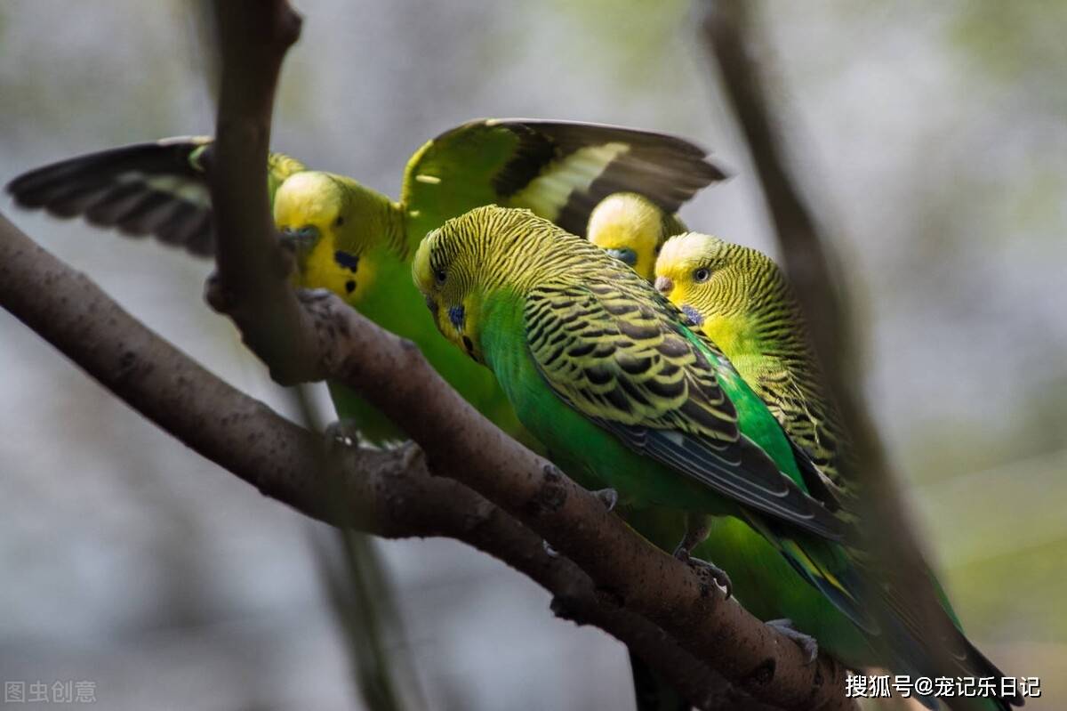 玄鳳鸚鵡補鈣吃什麼