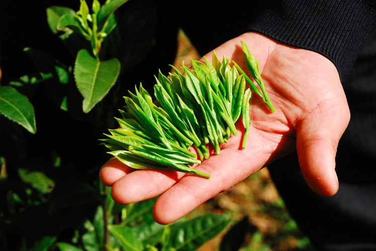 茶叶解锁茶妆护肤新时代，祁门牌祁门红茶在护肤界掀起了新风潮