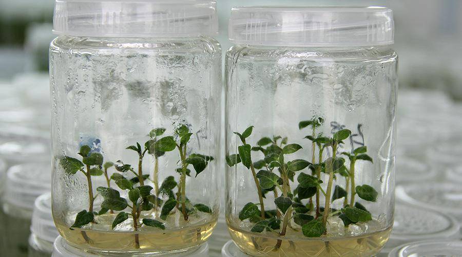 脱毒马铃薯的植物非试管高效快繁技术