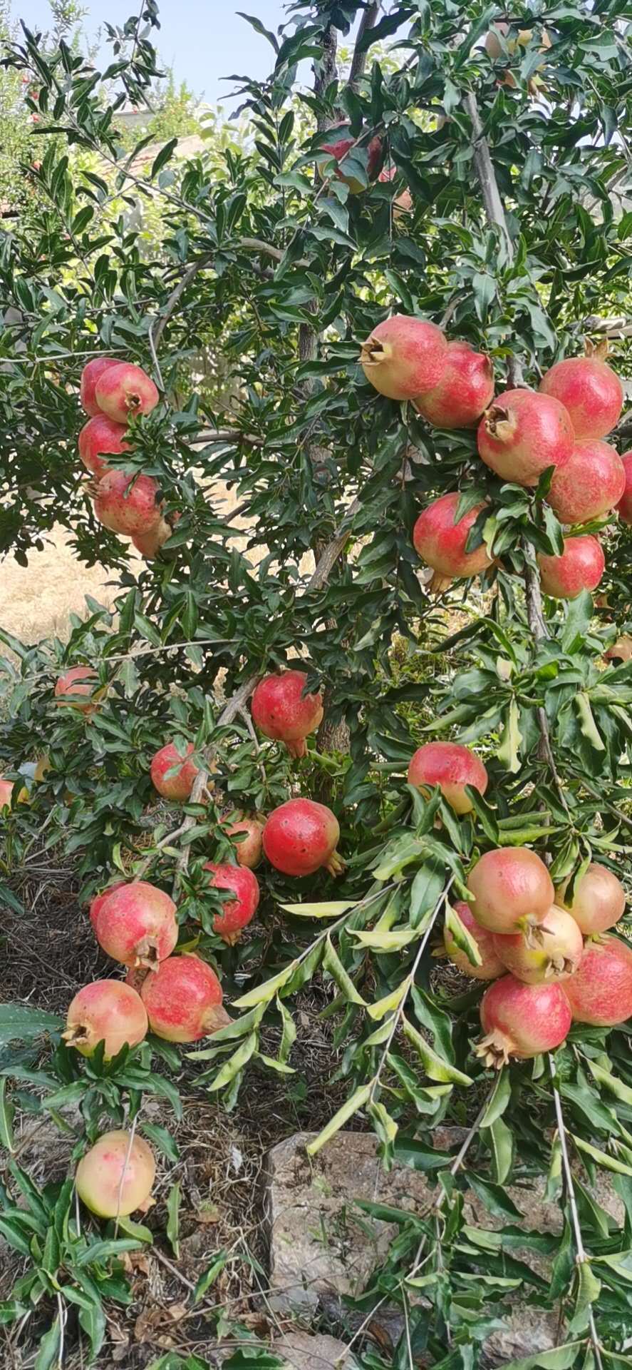 荷兰黑皮黑籽石榴图片