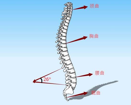 腰椎的正常生理曲度在以19