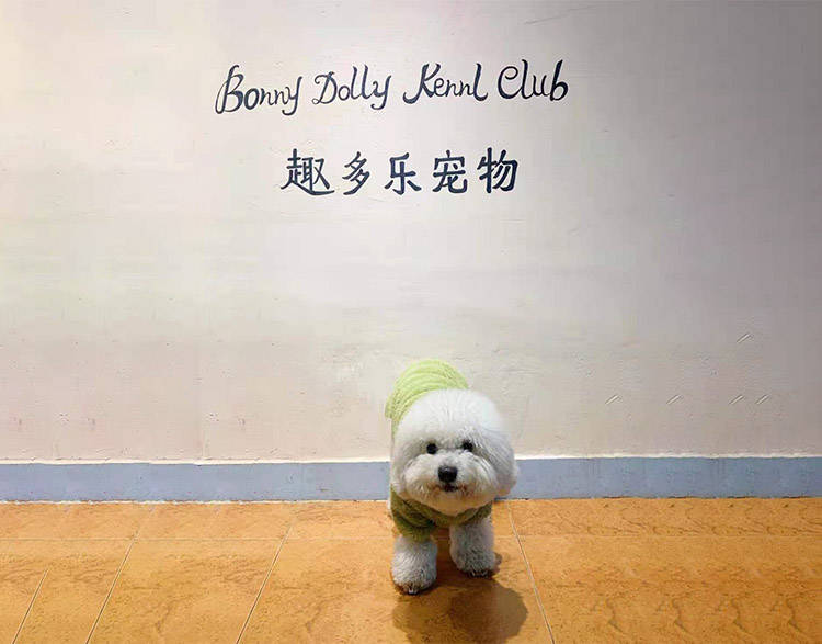 宠物比熊乱拉怎么办？可送到专业训狗学校接受定点大小便课程训练！