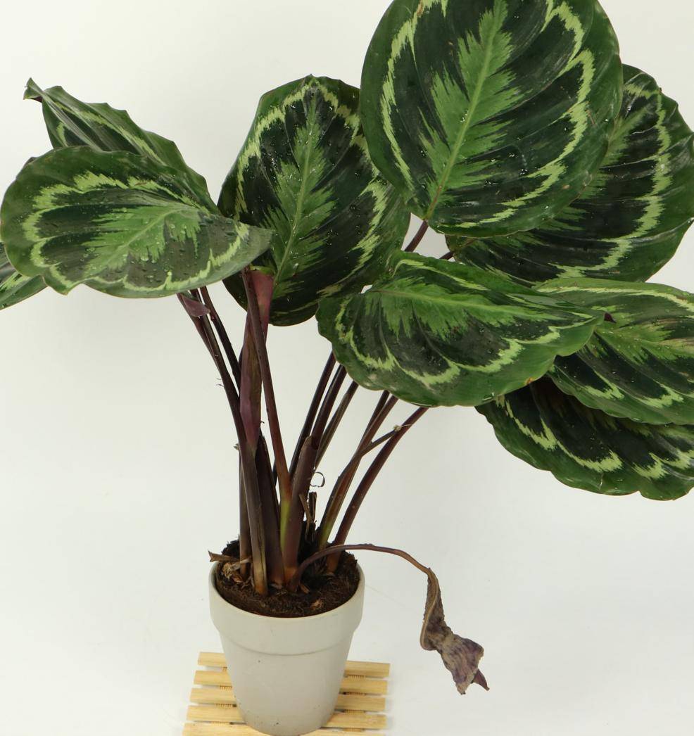 会祈祷的珍惜观叶植物-植物非试管高效快繁叶蝉竹芋