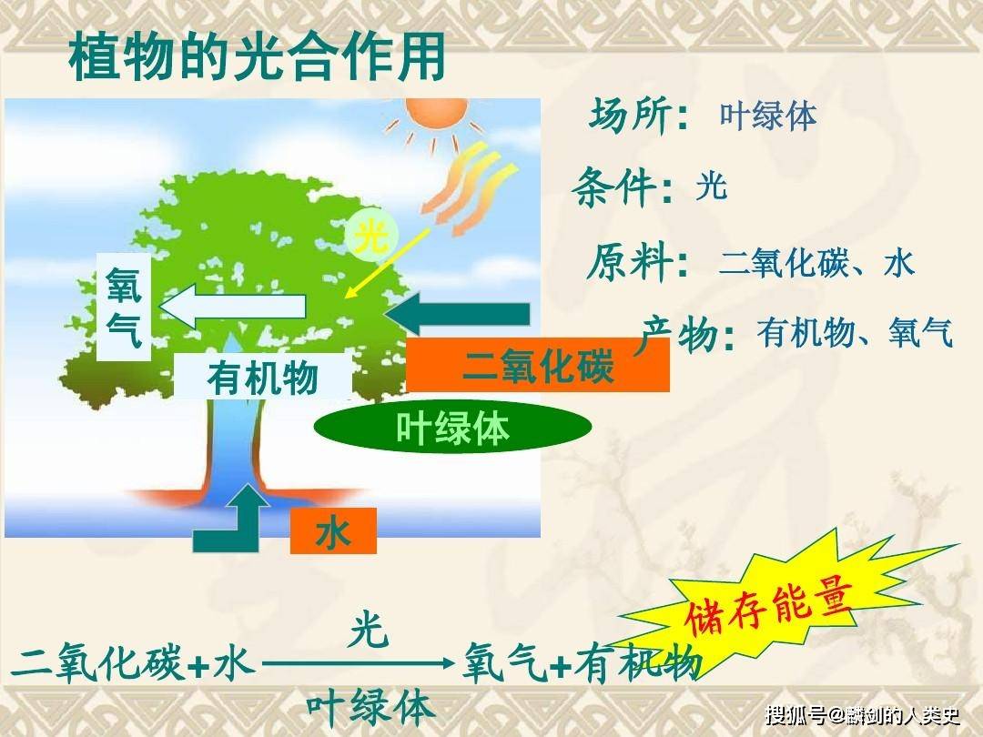 地球生物全系列植物篇植物界概述四