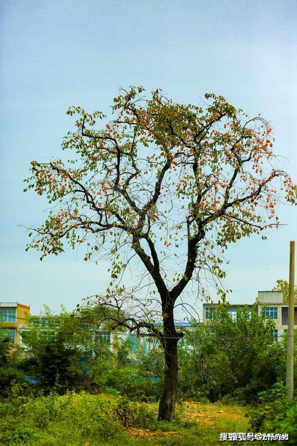 多姿多彩的柿树