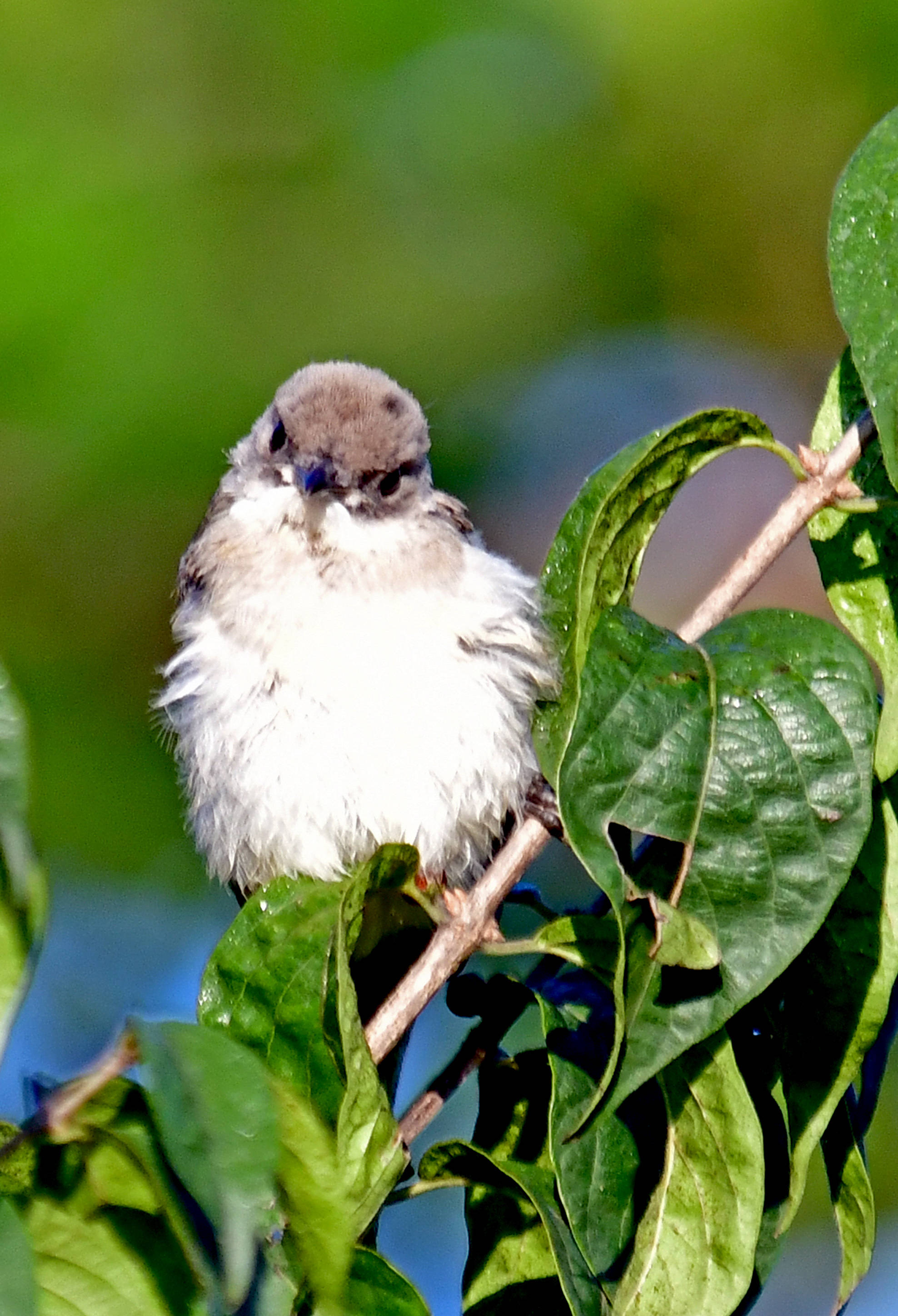 过着隐蔽生活的鸟类白喉林莺