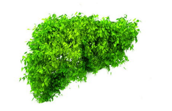 肝脏|肝科医生提醒：晨起出现4表现，多半是肝脏在“求救”！趁早查肝功