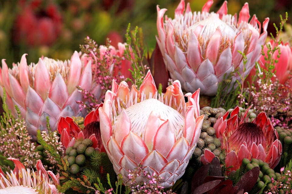 全世界最富贵华丽的鲜切花——帝王花