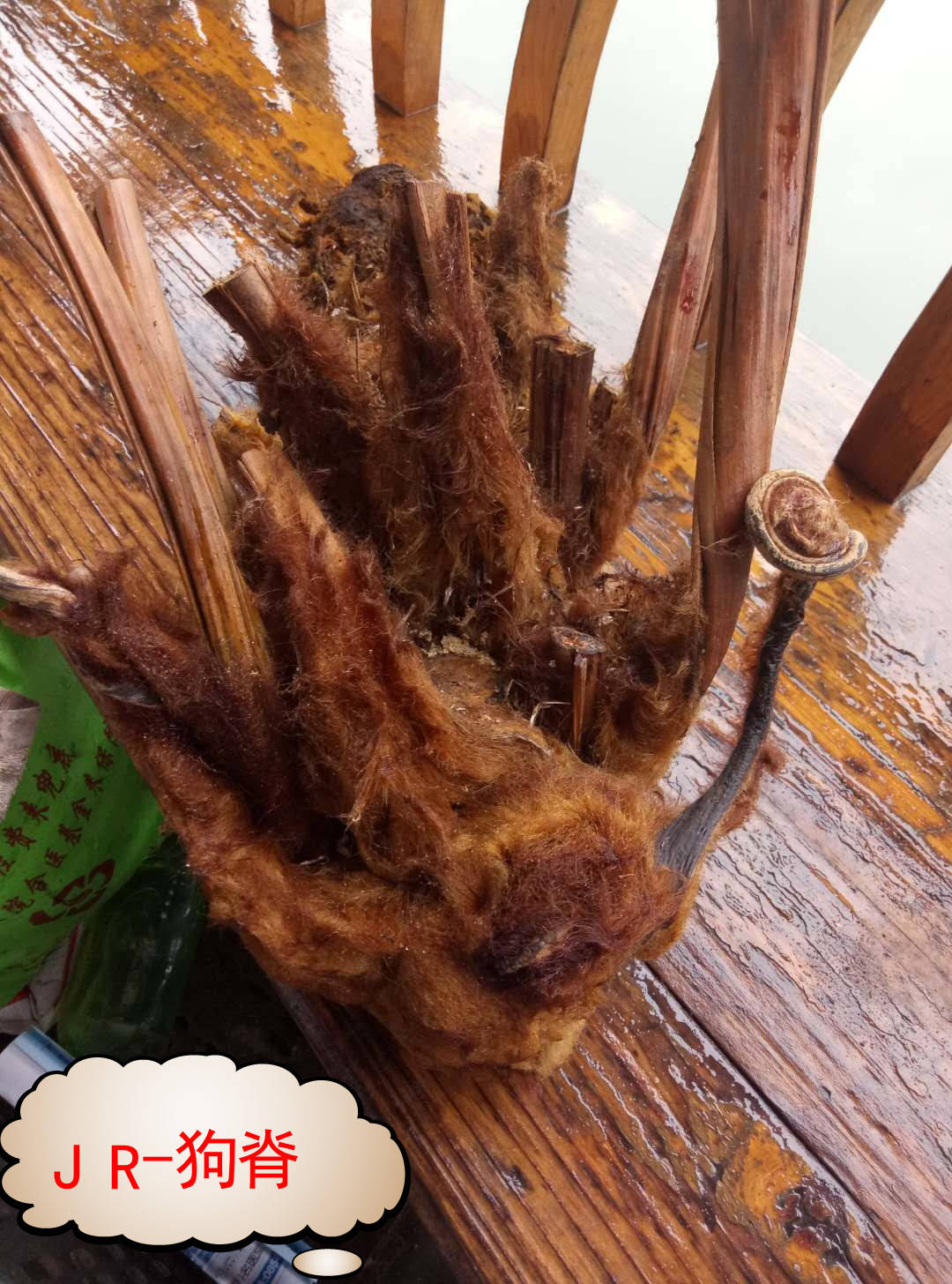 中华草药之金毛狗脊