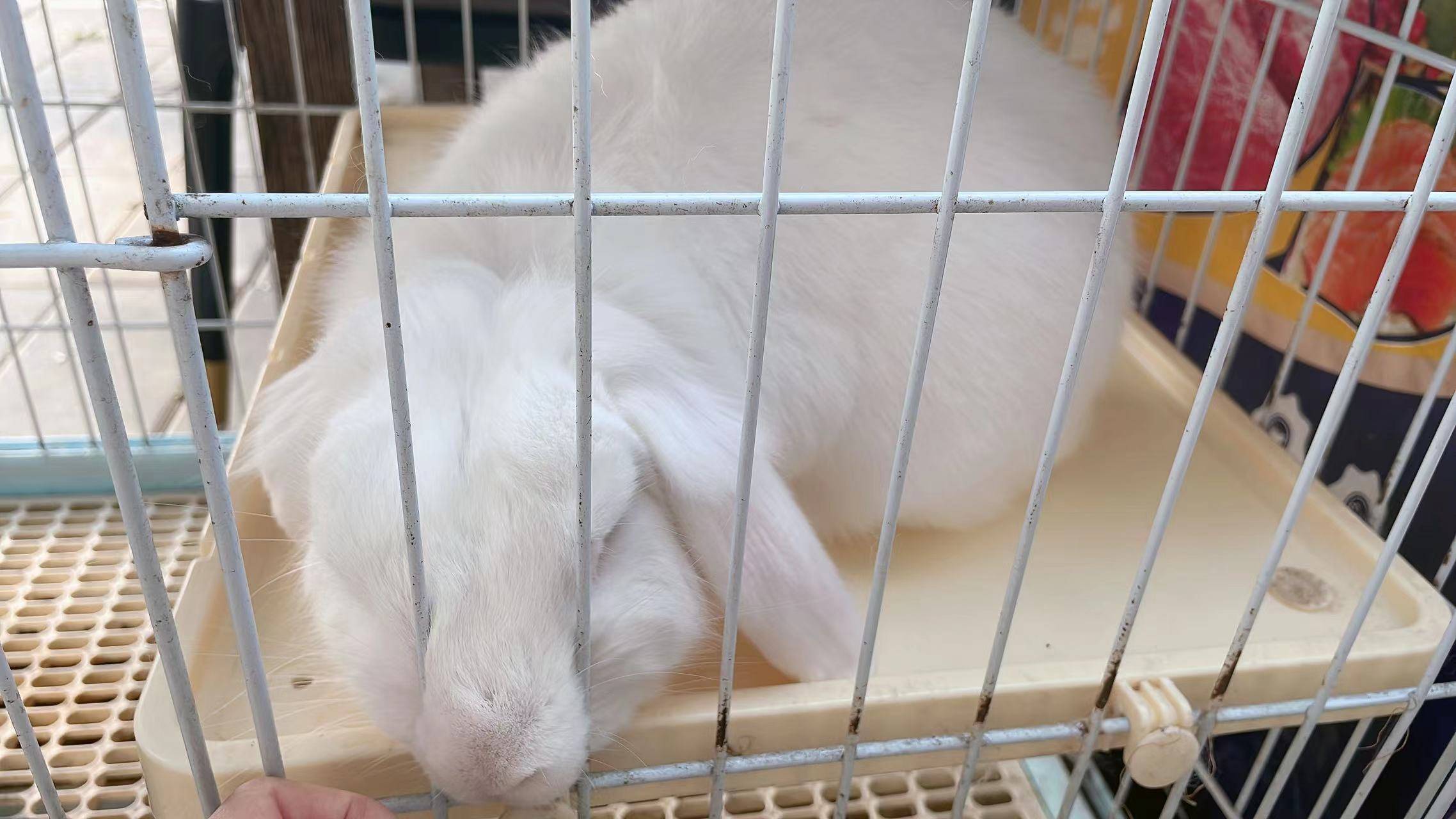 等一会才能进去,在这个期间我们去旁边的屋子看到了各种各样的仓鼠