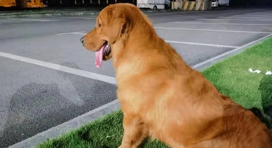 宠物金毛喜欢突然乱叫，广州正规训犬学校提供狗狗行为纠正训练方案！