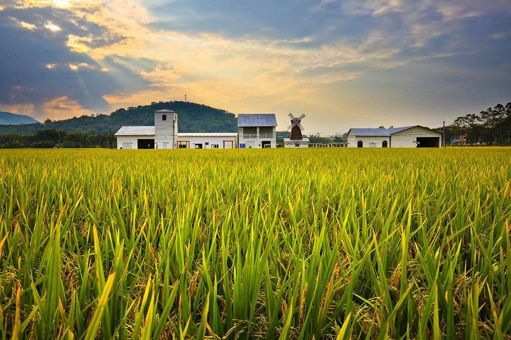 亚灿米有机种植基地 返回搜