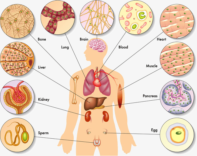 我们都知道打疫苗,打疫苗就是让人体产生抗体,从而抵抗病毒的入侵.