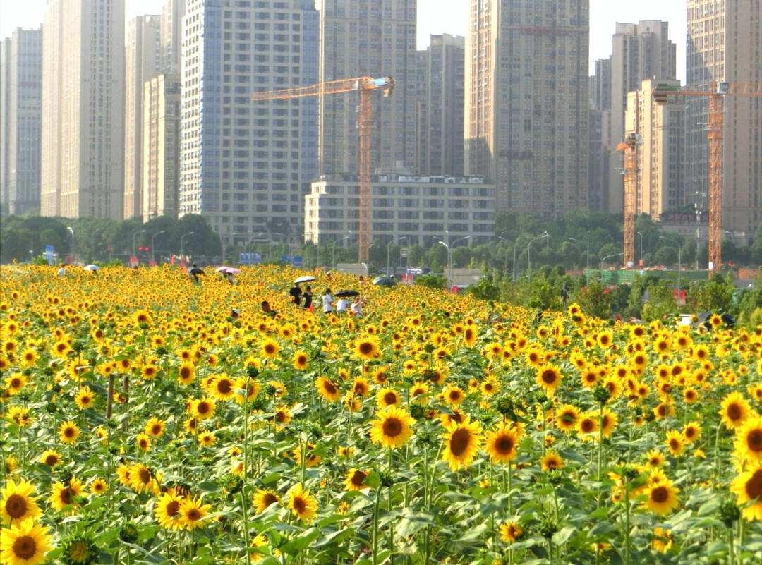 重庆主城赏花图片