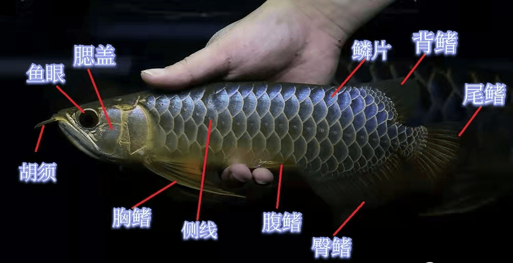 龙鱼的体型 外部结构 你都认全了吗 尾鳍