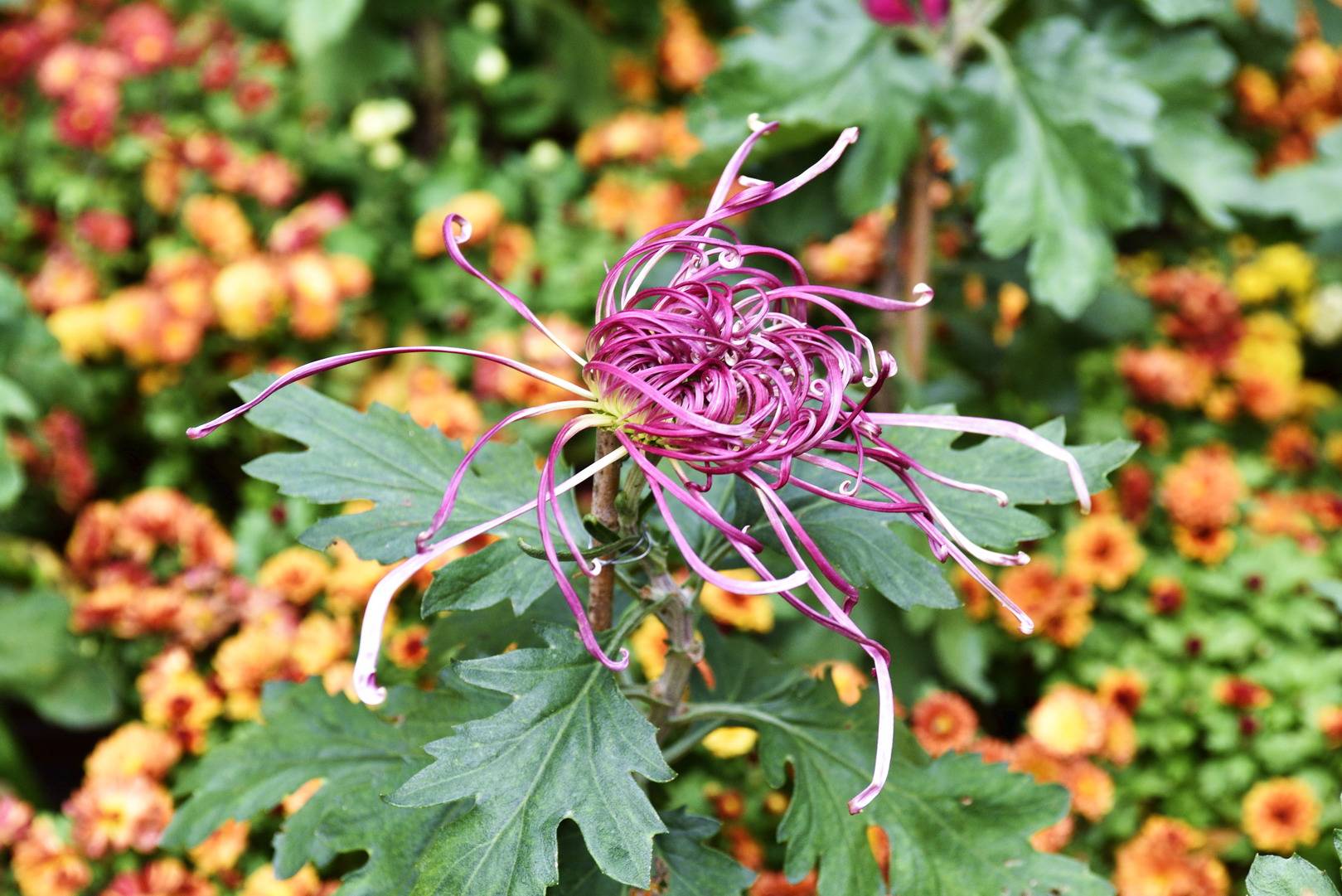 郑州人民公园菊花香