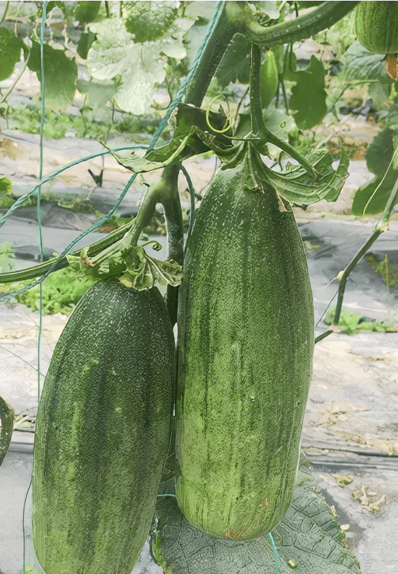 南阳创业故事汇邓州王长肖返乡创业惠乡邻