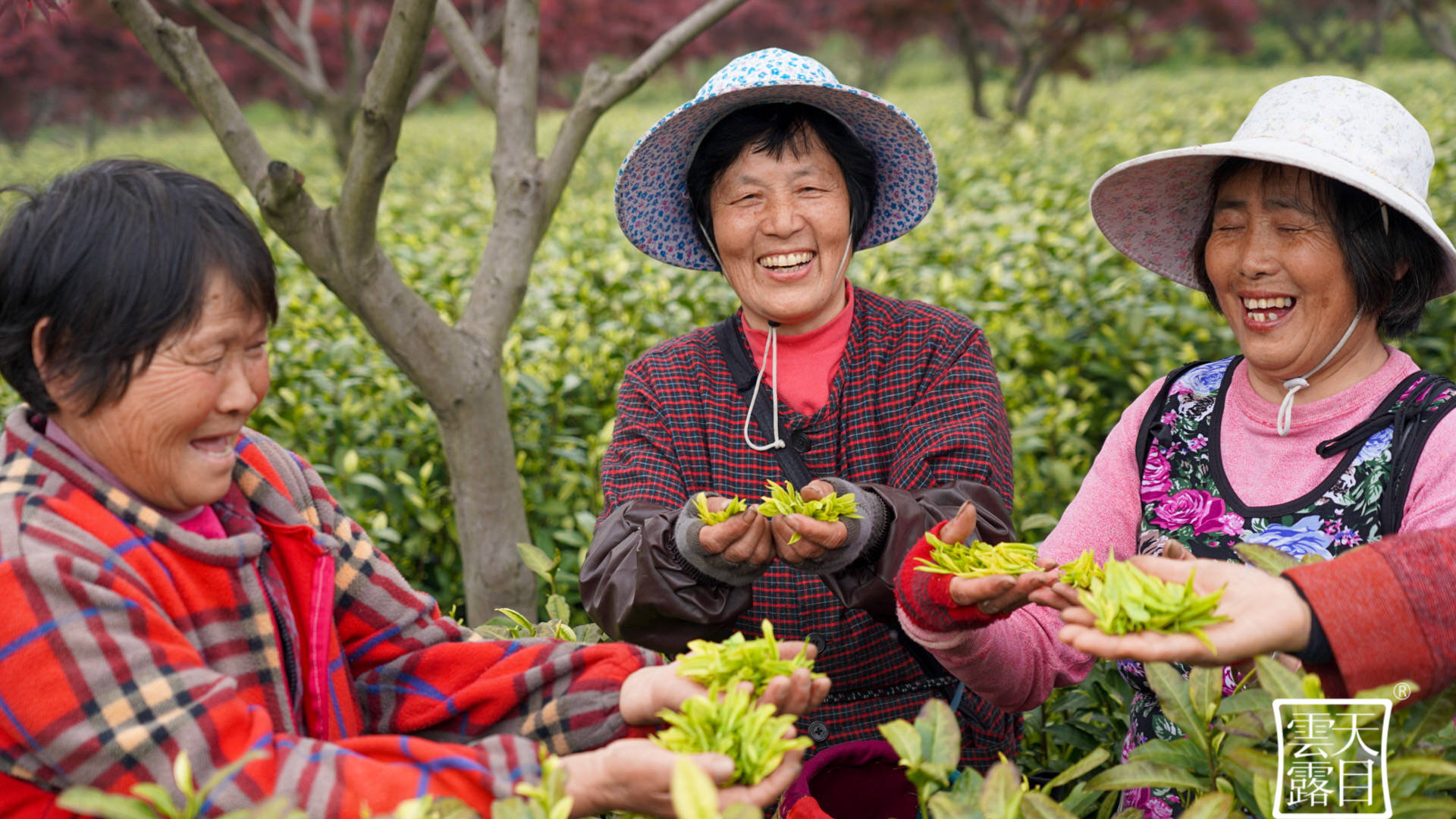 叶子|溧阳“天目云露”白茶再次荣获世界绿茶评比金奖