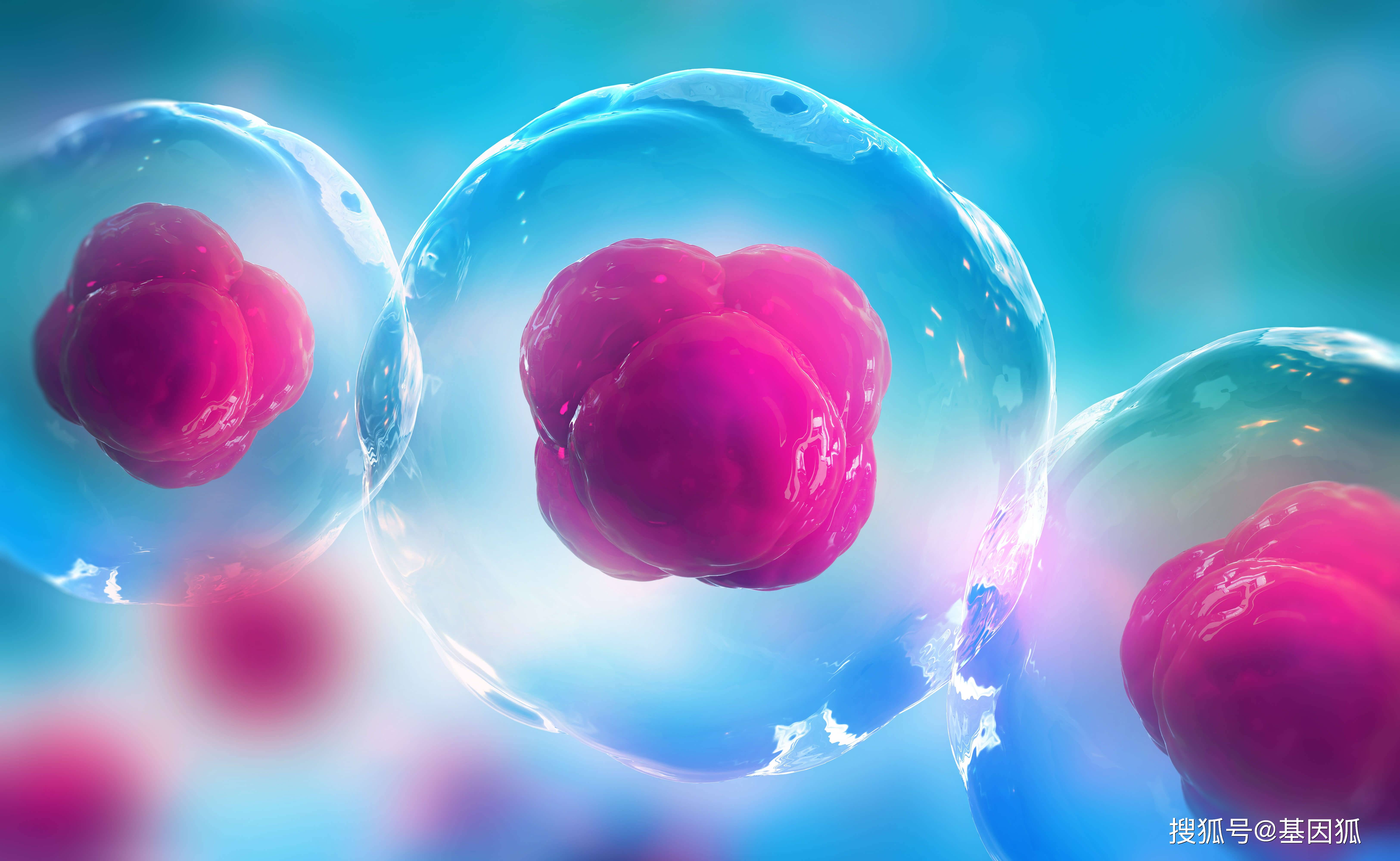 gmp附录细胞治疗产品