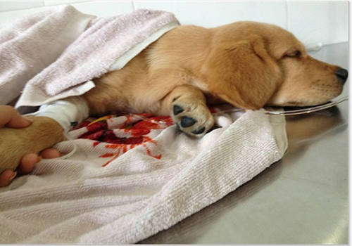 萌犬护理:狗伤口用什么外用药消炎?