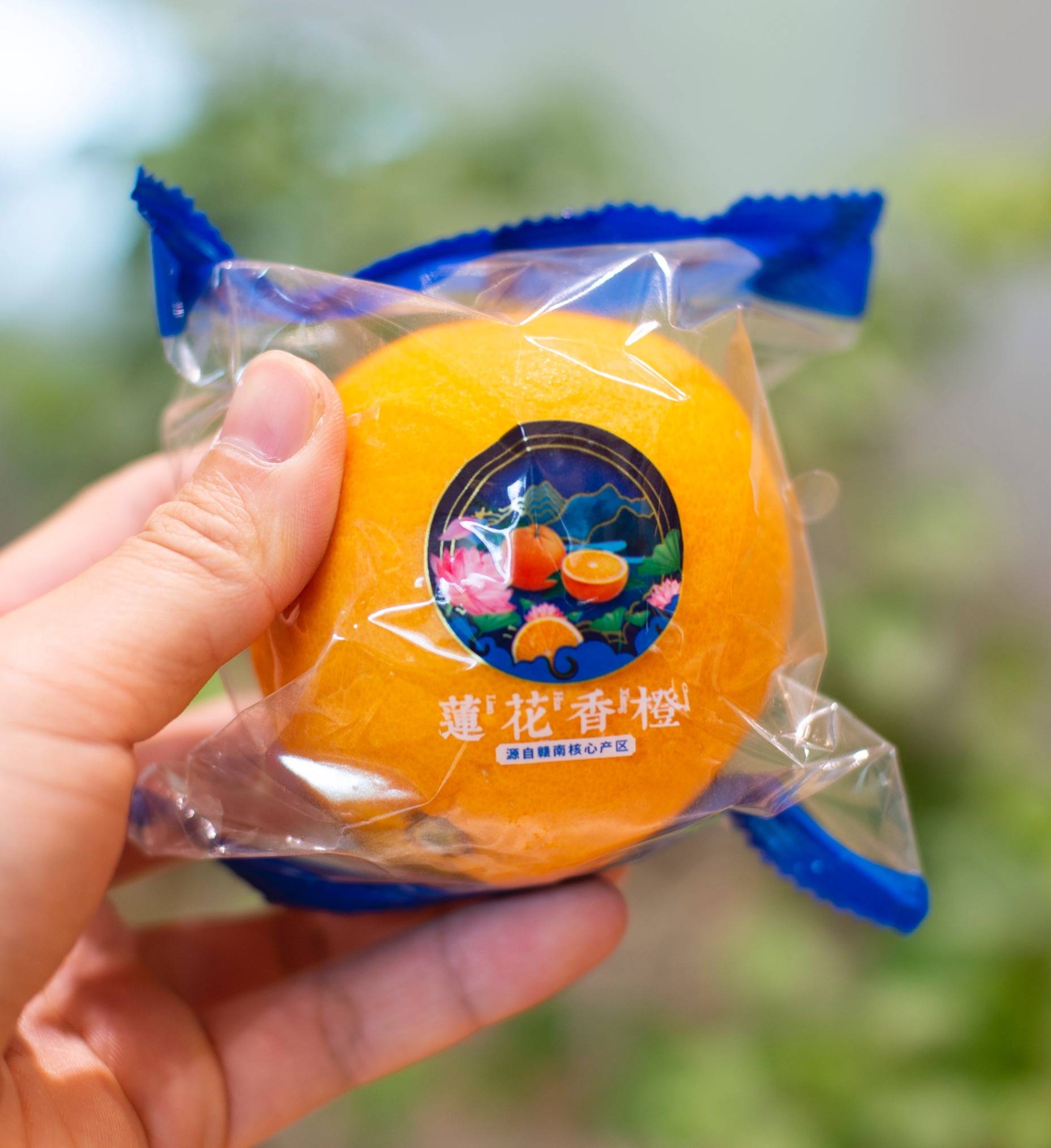 公司|冬天的第一个莲花橙，口口甜蜜驱寒意